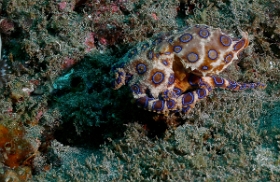 Bali 2016 - Blue ringed Octopus - Poulpe a anneaux bleus - Hapalochlaena maculosa - IMG_6068_rc